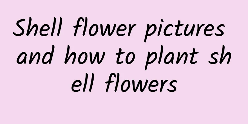 Shell flower pictures and how to plant shell flowers