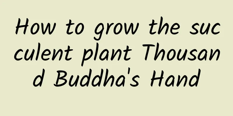 How to grow the succulent plant Thousand Buddha's Hand