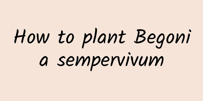 How to plant Begonia sempervivum