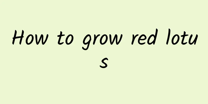 How to grow red lotus