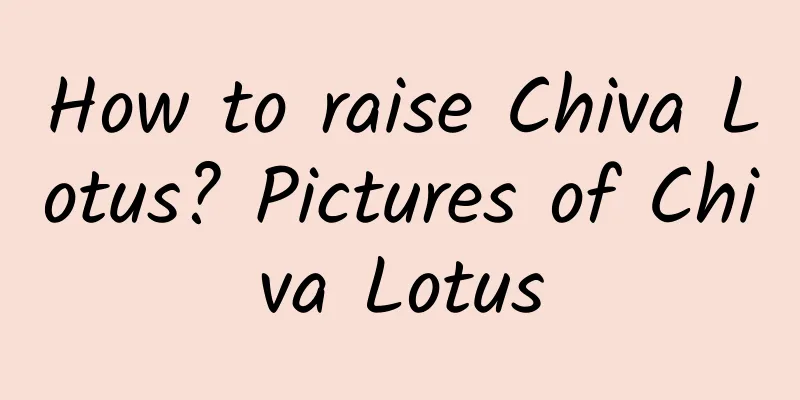 How to raise Chiva Lotus? Pictures of Chiva Lotus