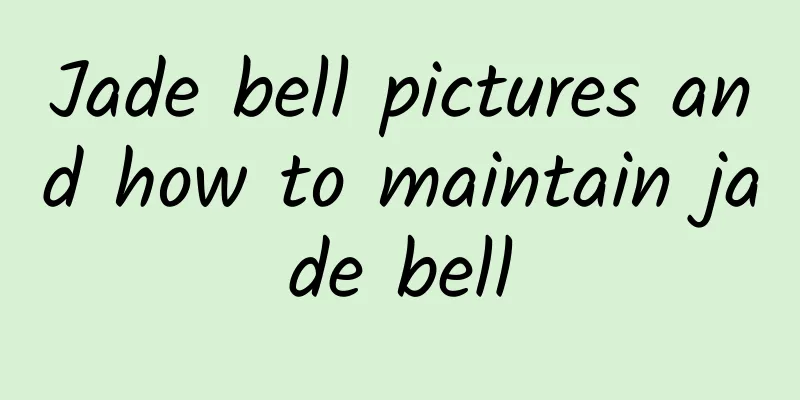 Jade bell pictures and how to maintain jade bell