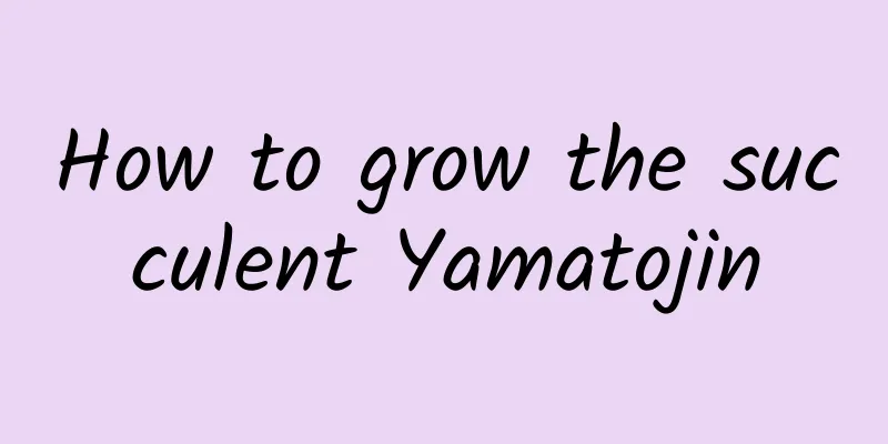 How to grow the succulent Yamatojin