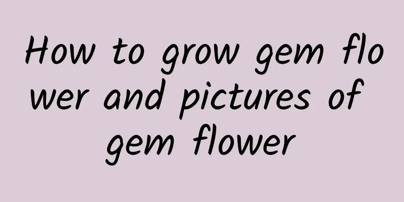 How to grow gem flower and pictures of gem flower