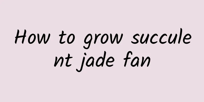 How to grow succulent jade fan