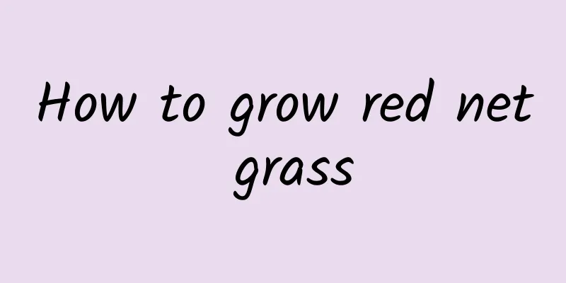 How to grow red net grass