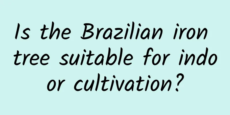 Is the Brazilian iron tree suitable for indoor cultivation?