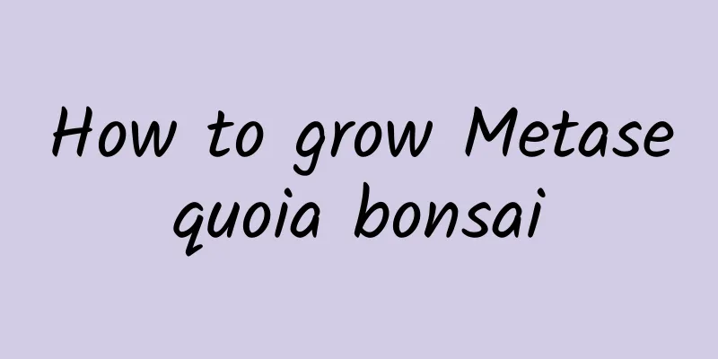 How to grow Metasequoia bonsai