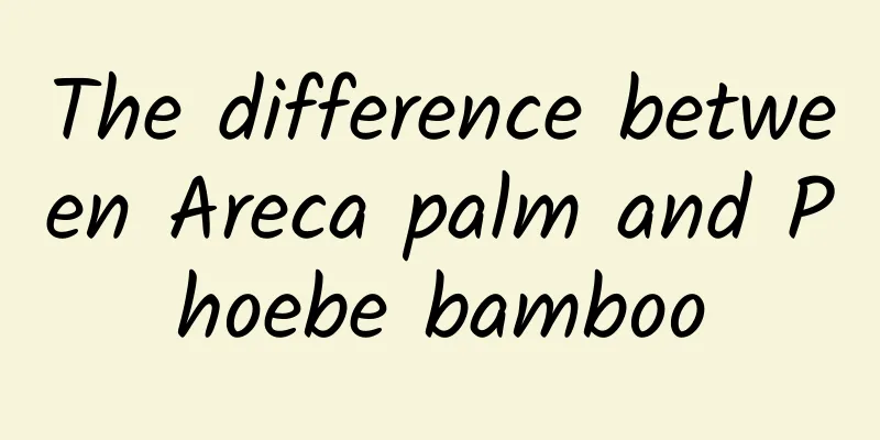 The difference between Areca palm and Phoebe bamboo