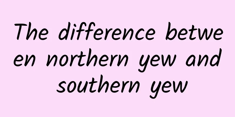 The difference between northern yew and southern yew