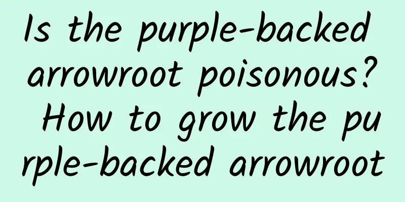 Is the purple-backed arrowroot poisonous? How to grow the purple-backed arrowroot