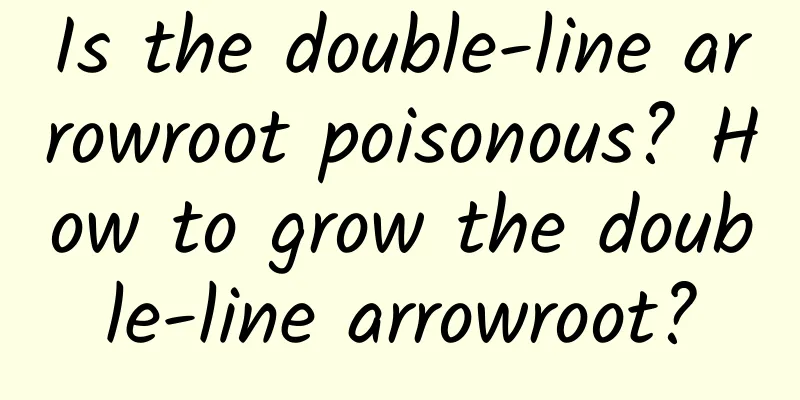 Is the double-line arrowroot poisonous? How to grow the double-line arrowroot?