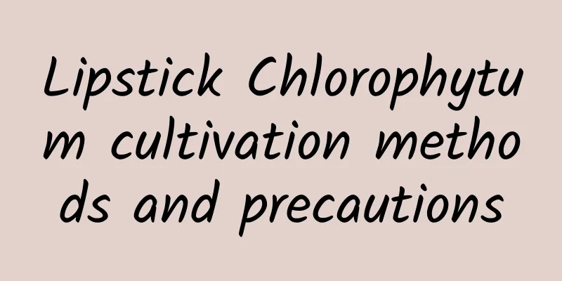 Lipstick Chlorophytum cultivation methods and precautions