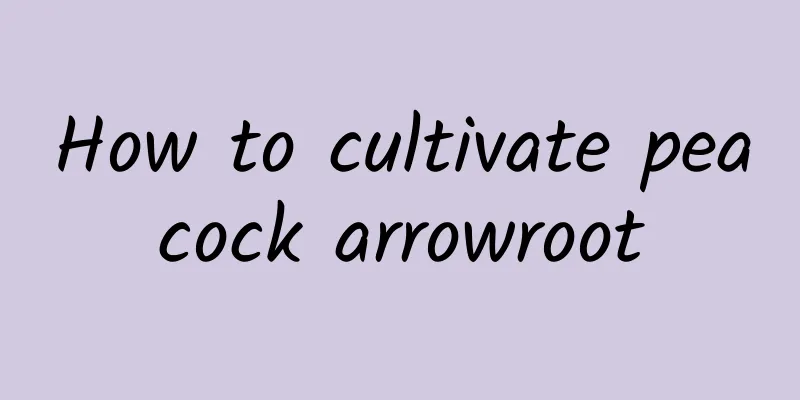 How to cultivate peacock arrowroot