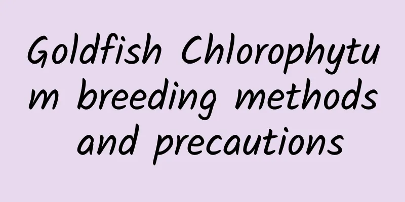 Goldfish Chlorophytum breeding methods and precautions