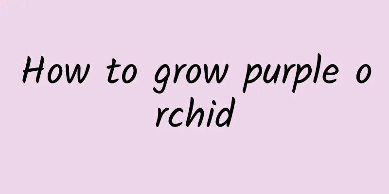 How to grow purple orchid