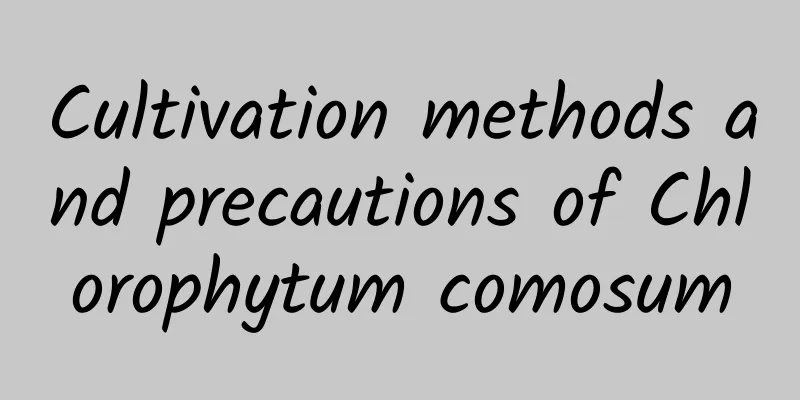 Cultivation methods and precautions of Chlorophytum comosum