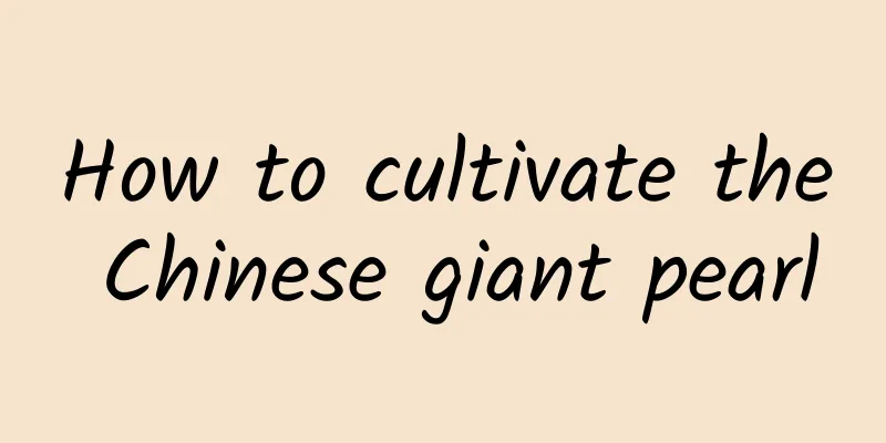 How to cultivate the Chinese giant pearl