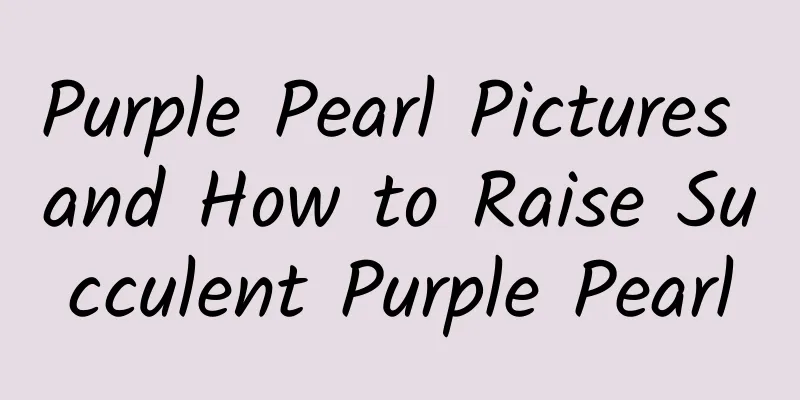 Purple Pearl Pictures and How to Raise Succulent Purple Pearl