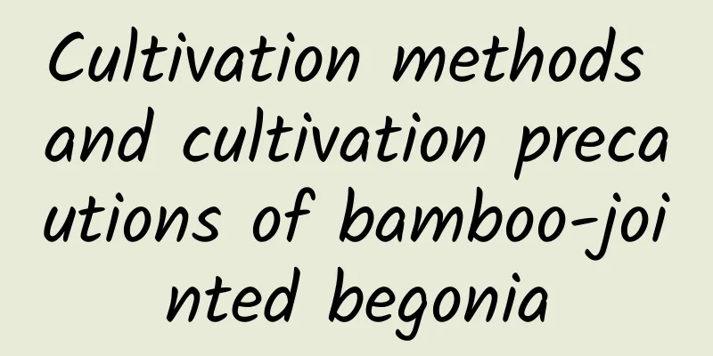 Cultivation methods and cultivation precautions of bamboo-jointed begonia