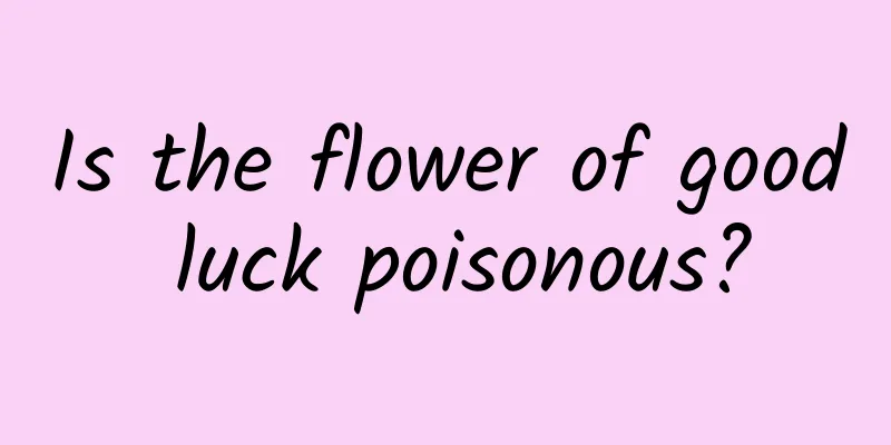 Is the flower of good luck poisonous?