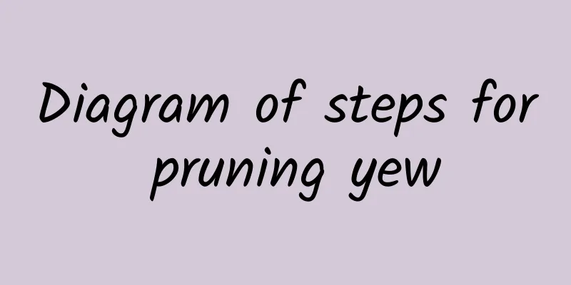 Diagram of steps for pruning yew