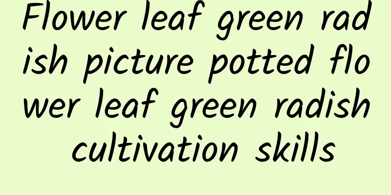 Flower leaf green radish picture potted flower leaf green radish cultivation skills