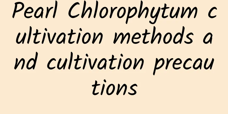 Pearl Chlorophytum cultivation methods and cultivation precautions