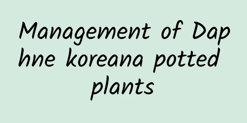 Management of Daphne koreana potted plants