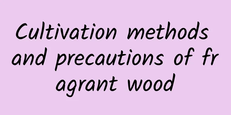 Cultivation methods and precautions of fragrant wood