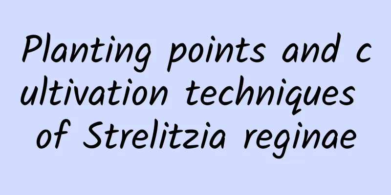 Planting points and cultivation techniques of Strelitzia reginae