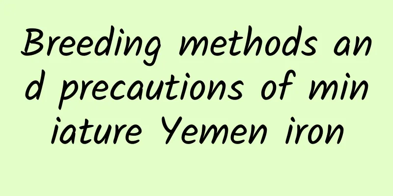 Breeding methods and precautions of miniature Yemen iron