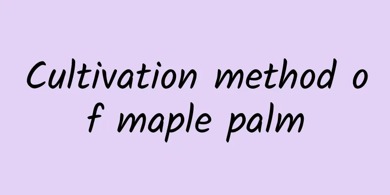 Cultivation method of maple palm