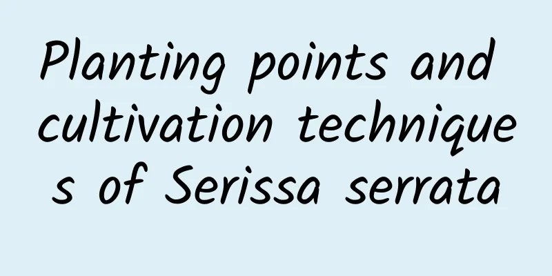 Planting points and cultivation techniques of Serissa serrata