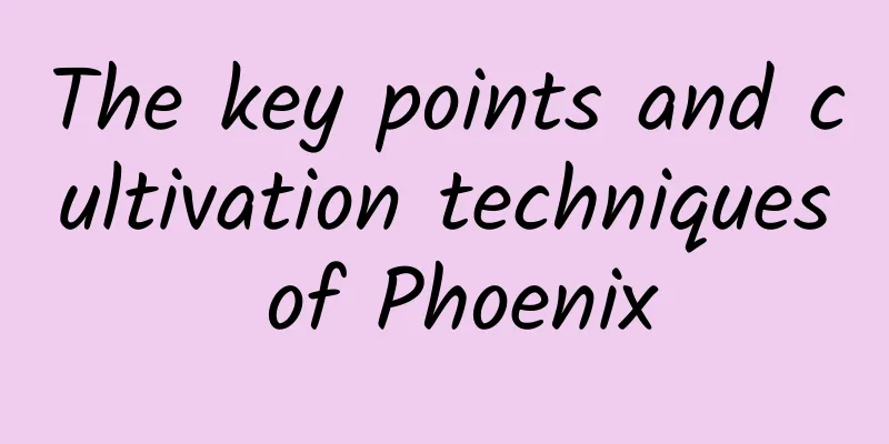 The key points and cultivation techniques of Phoenix