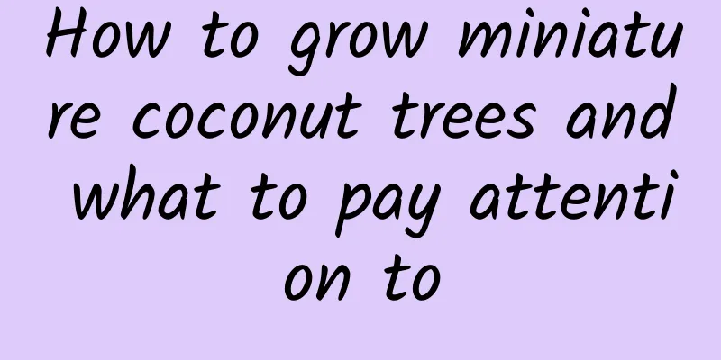 How to grow miniature coconut trees and what to pay attention to