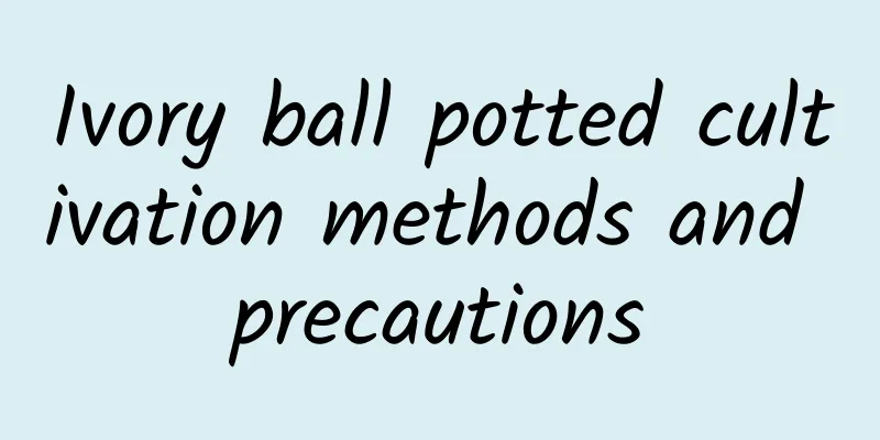 Ivory ball potted cultivation methods and precautions