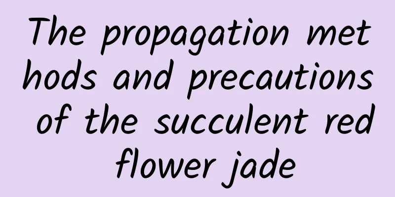 The propagation methods and precautions of the succulent red flower jade