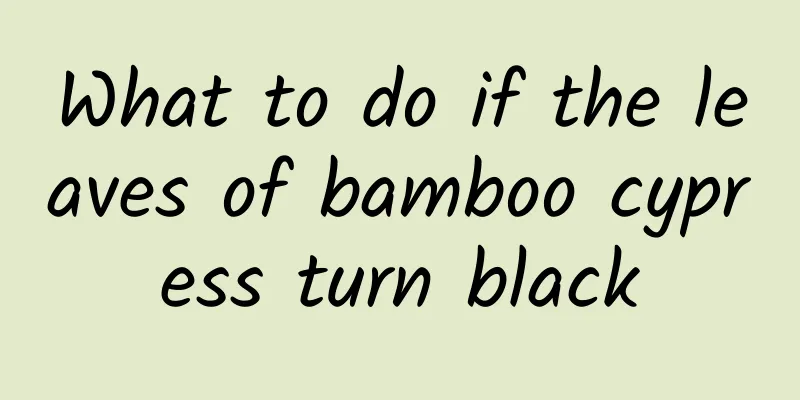 What to do if the leaves of bamboo cypress turn black