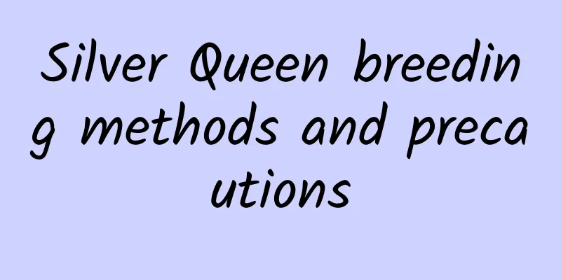 Silver Queen breeding methods and precautions