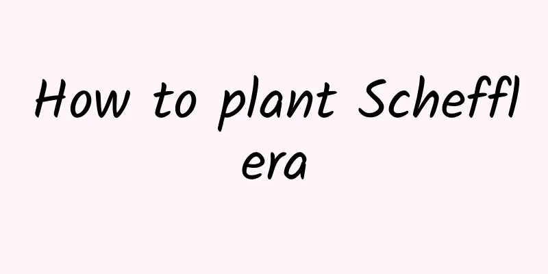 How to plant Schefflera