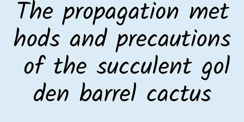 The propagation methods and precautions of the succulent golden barrel cactus