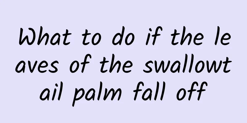 What to do if the leaves of the swallowtail palm fall off