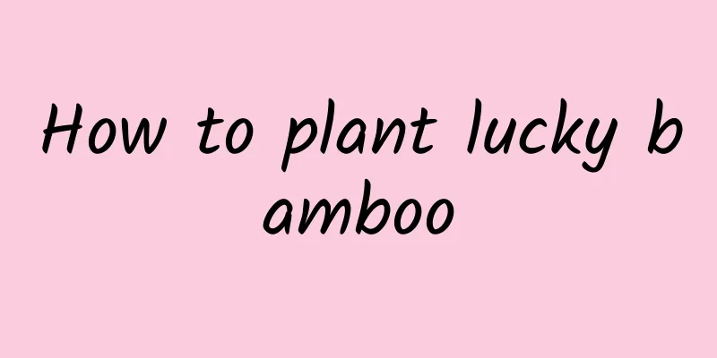 How to plant lucky bamboo