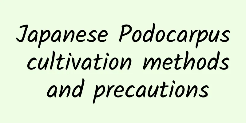 Japanese Podocarpus cultivation methods and precautions