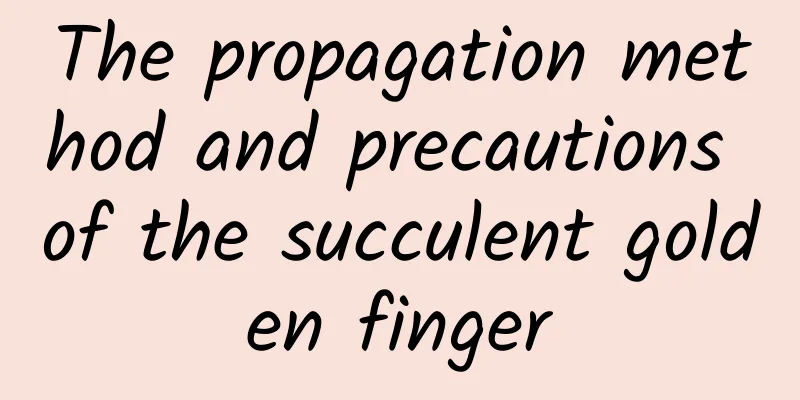 The propagation method and precautions of the succulent golden finger