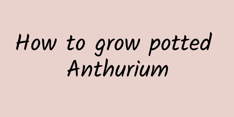 How to grow potted Anthurium