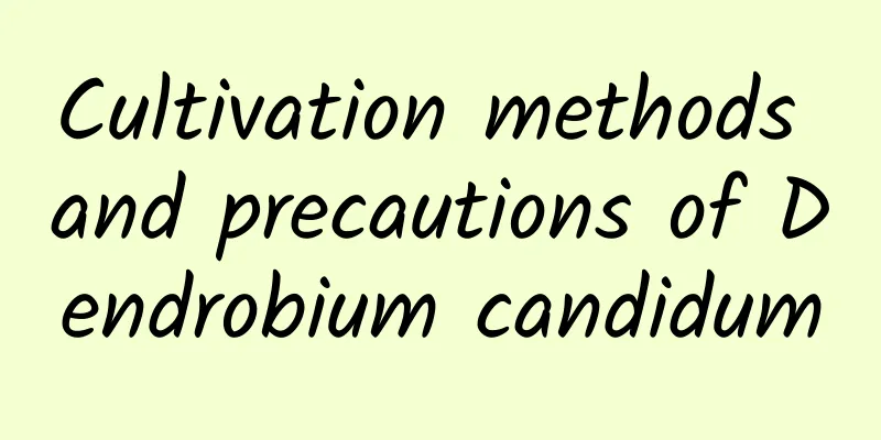 Cultivation methods and precautions of Dendrobium candidum