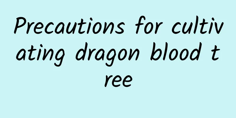 Precautions for cultivating dragon blood tree