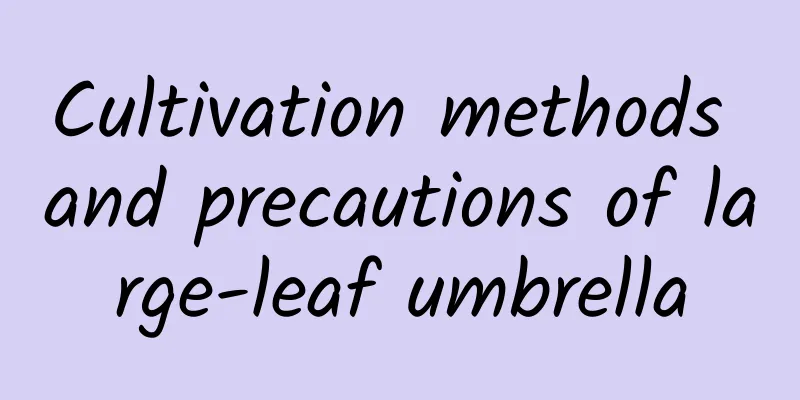 Cultivation methods and precautions of large-leaf umbrella